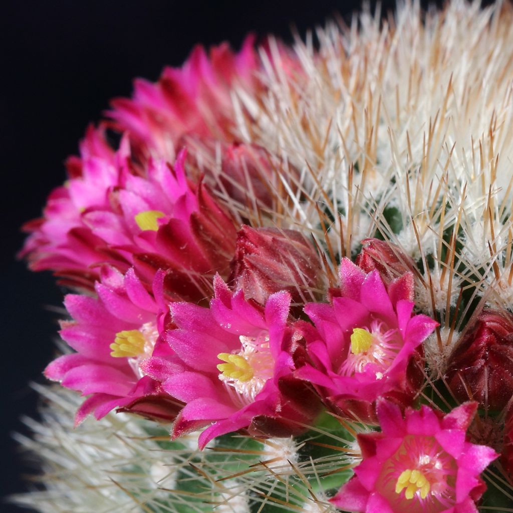 Cactus - Mammillaria ruestii