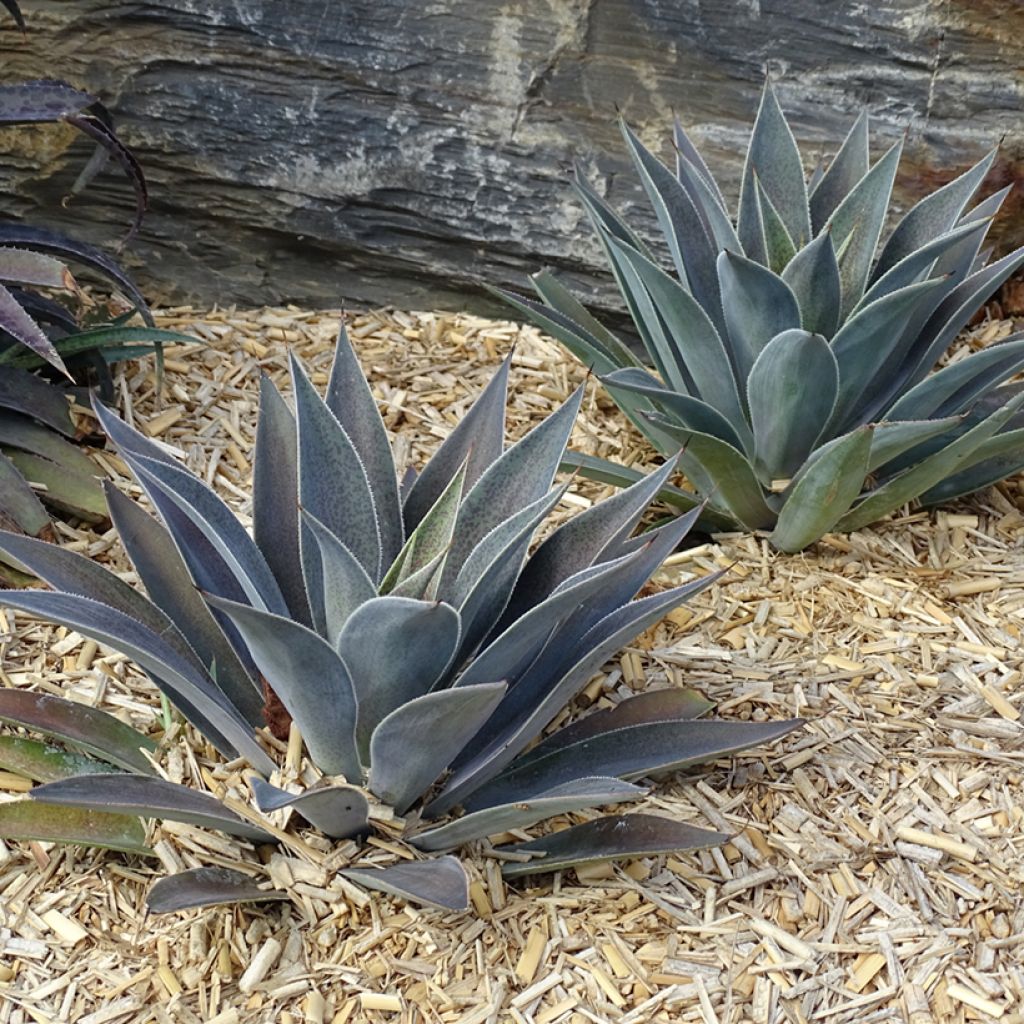 Mangave Lavender Lady