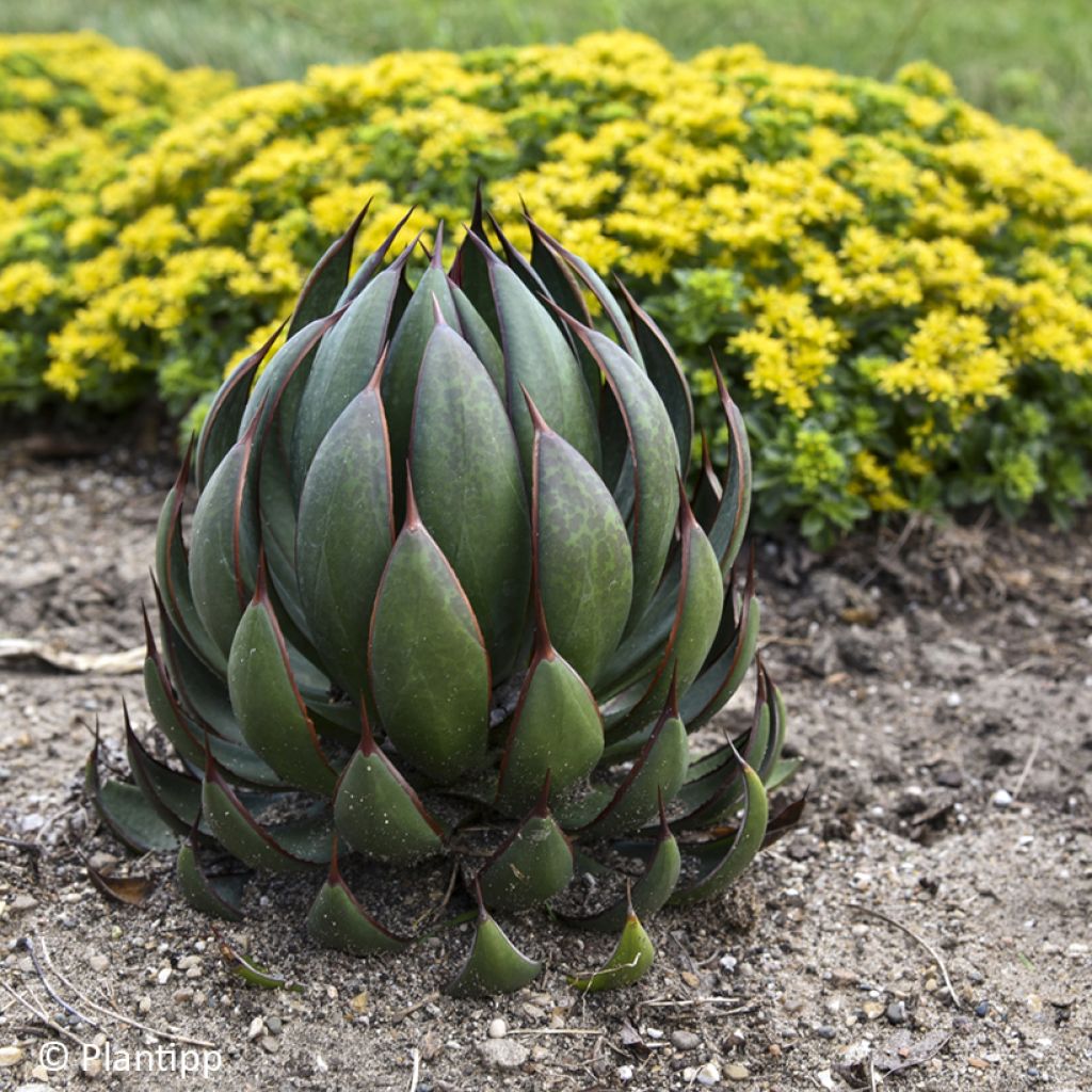 Mangave Praying Hands