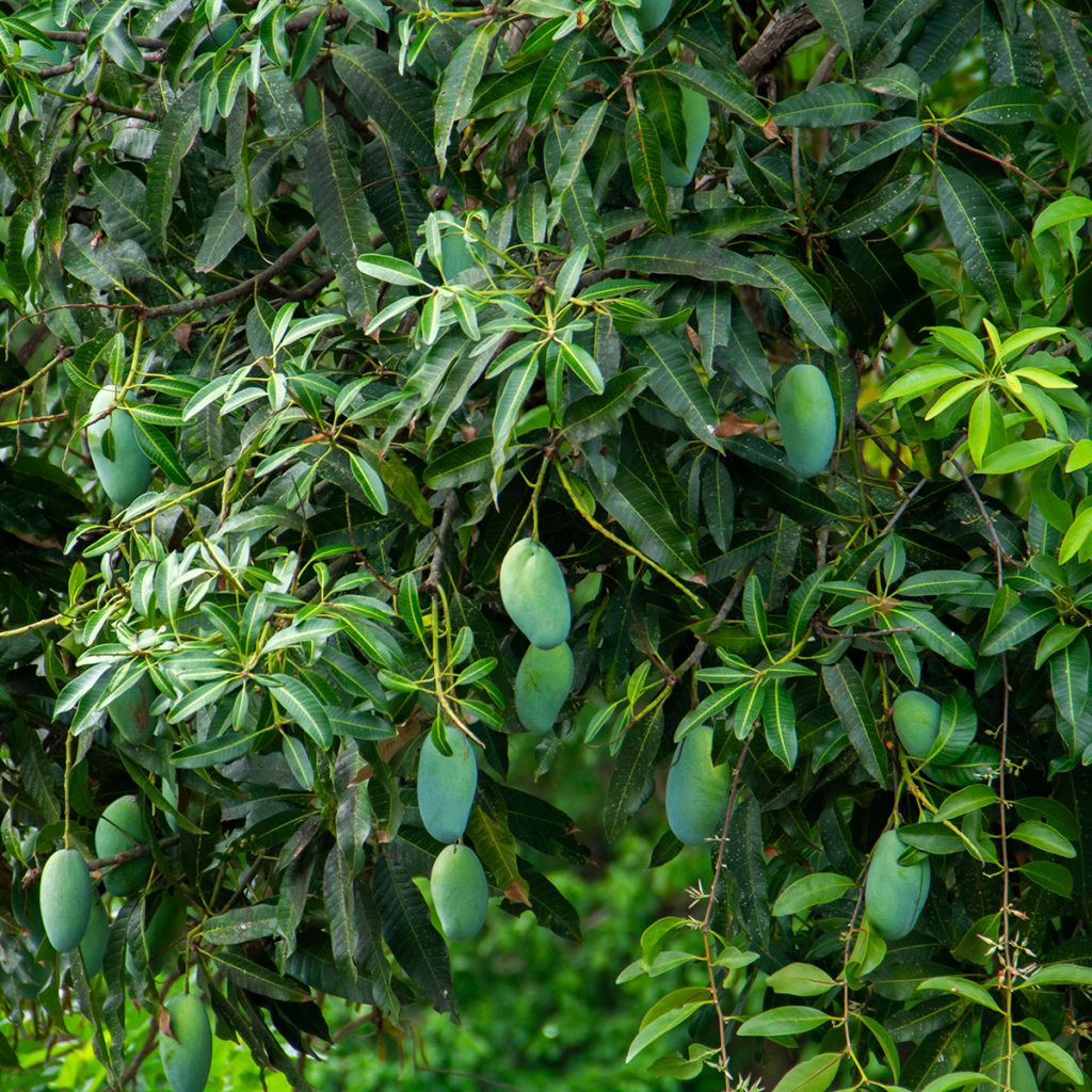 Mangueira - Mangifera indica
