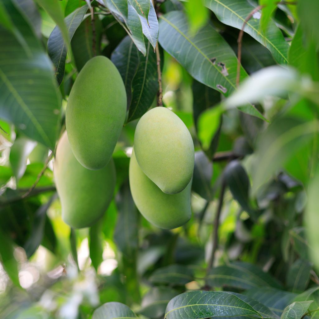 Mangueira - Mangifera indica