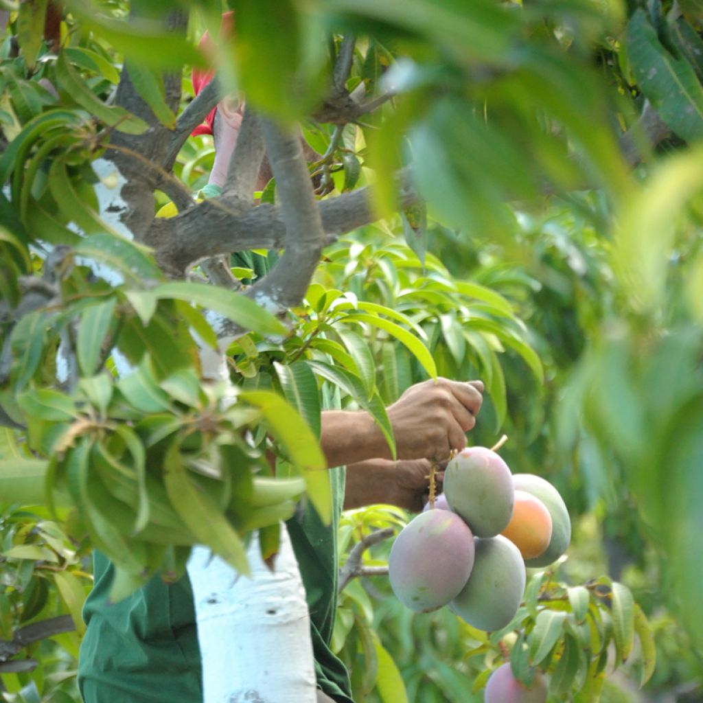 Mangueira Keitt - Mangifera indica