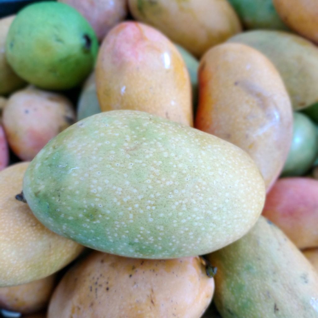 Mangueira Palmer - Mangifera indica