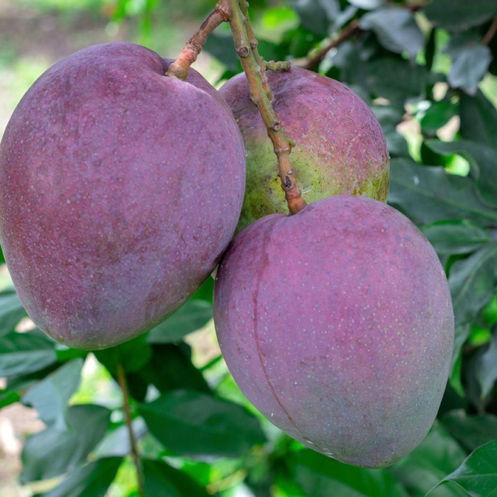 Mangueira Tommy Atkins - Mangifera indica