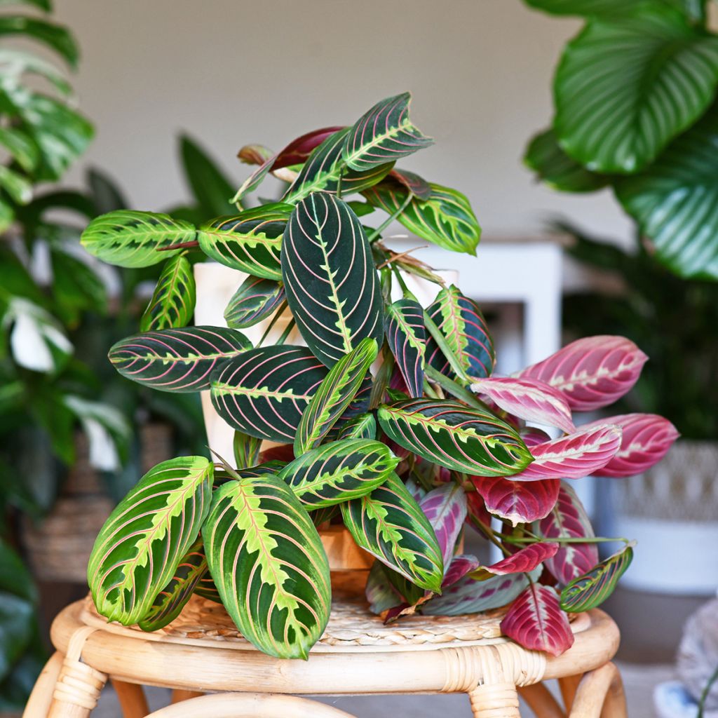 Maranta leuconeura Fascinator - Planta-de-oração