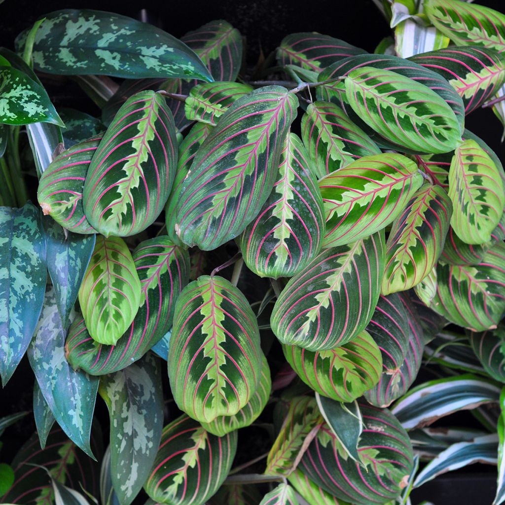 Maranta leuconeura Fascinator - Planta-de-oração