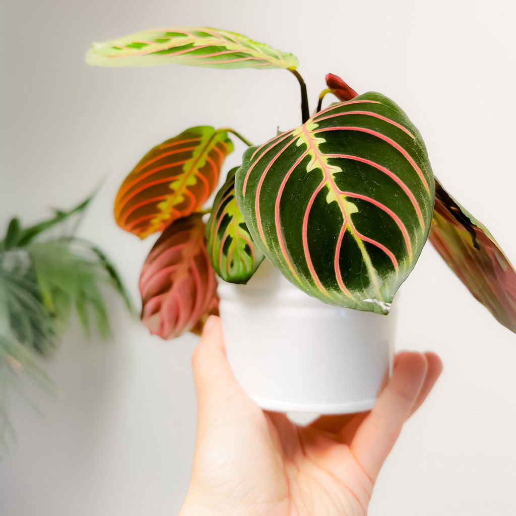 Maranta leuconeura Fascinator - Planta-de-oração