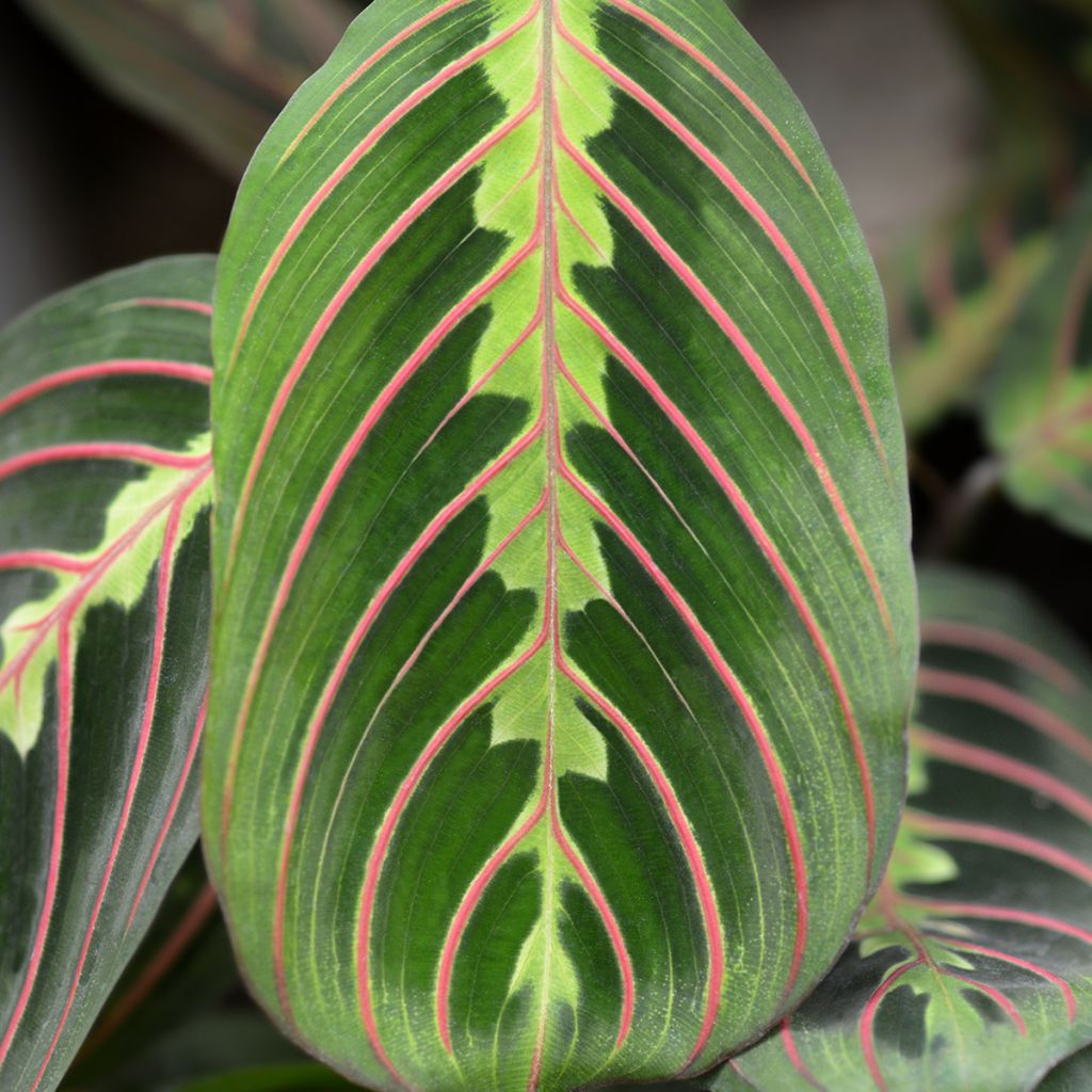 Maranta leuconeura Fascinator - Planta-de-oração