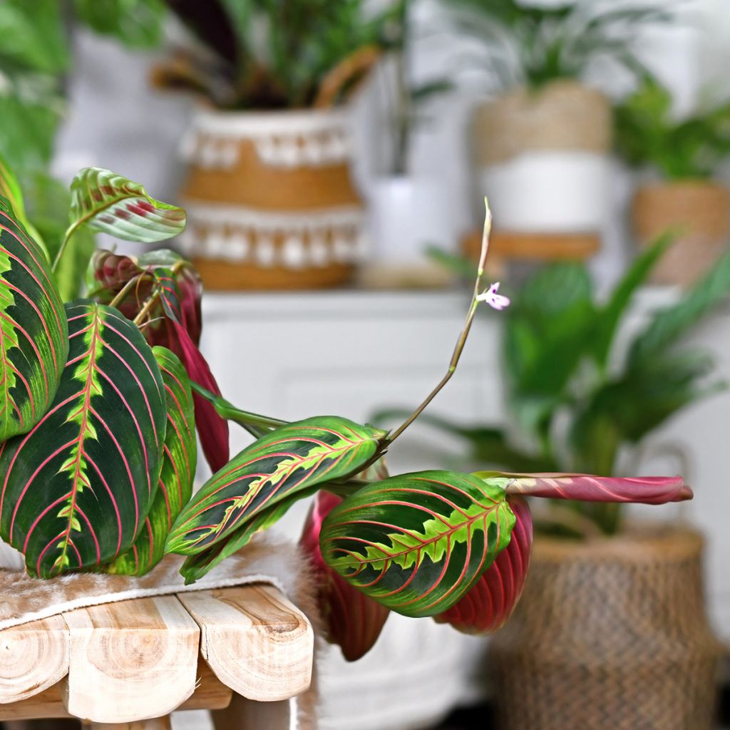 Maranta leuconeura Fascinator - Planta-de-oração