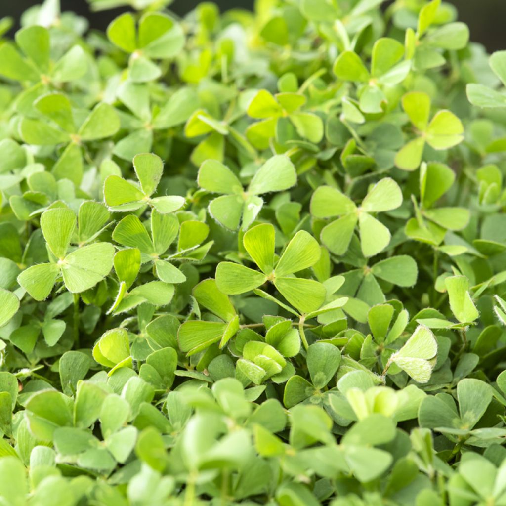Marsilea quadrifolia