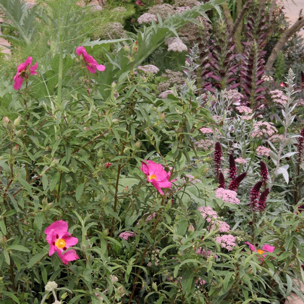 Macisso de rosas para terreno seco para 2m²