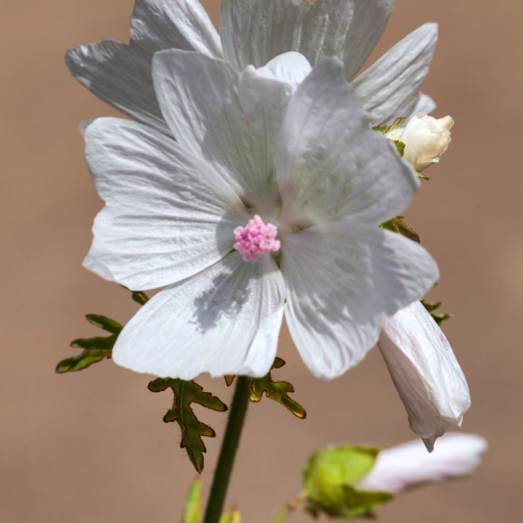 Malva-almiscarada Alba - Malva moschata