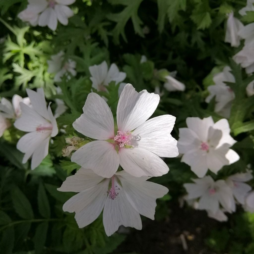 Malva-almiscarada Alba - Malva moschata