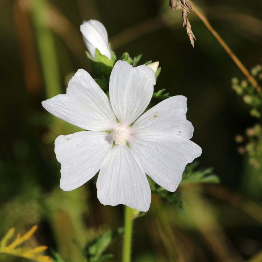Malva-almiscarada Alba - Malva moschata