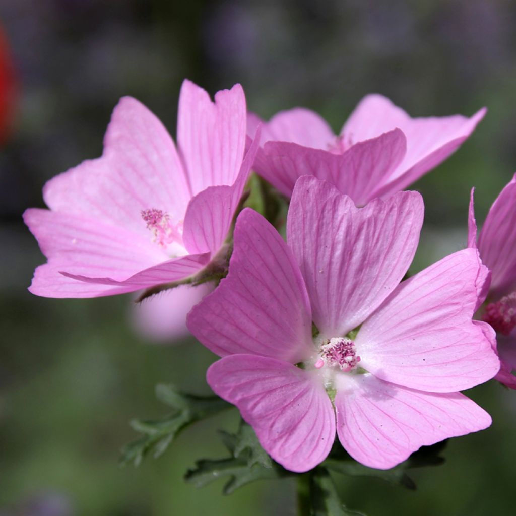 Malva-almiscarada rosea - Malva moschata