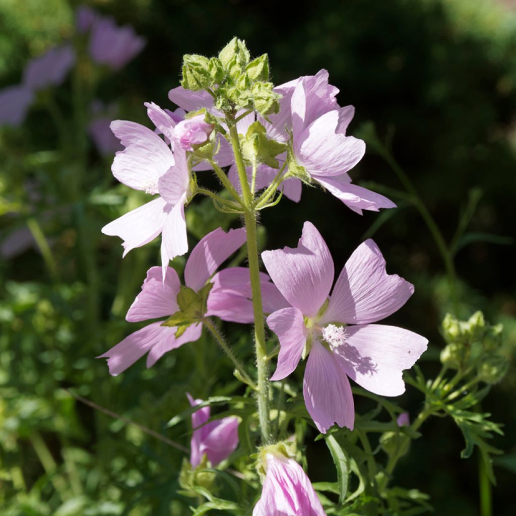 Malva-almiscarada rosea - Malva moschata
