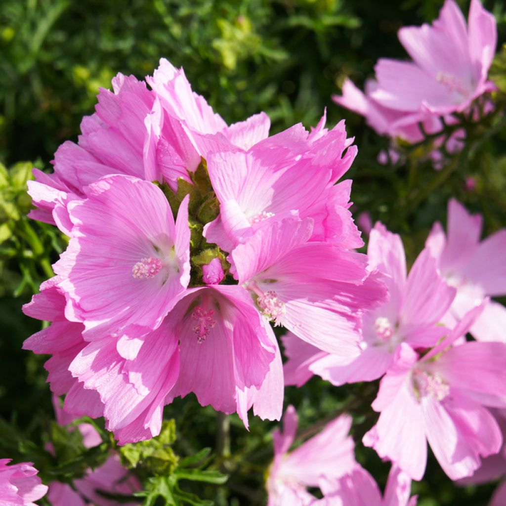 Malva-almiscarada rosea - Malva moschata