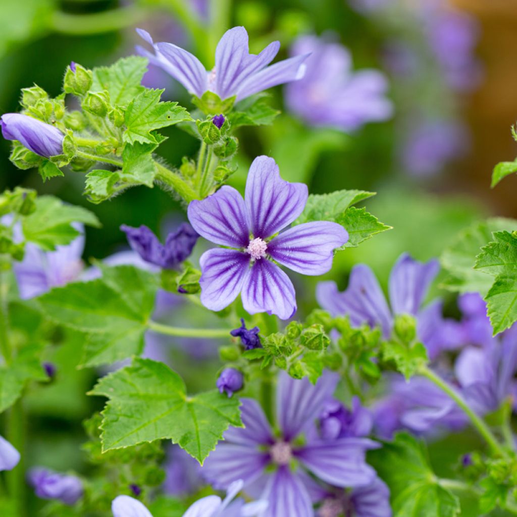 Malva silvestre Primley Blue