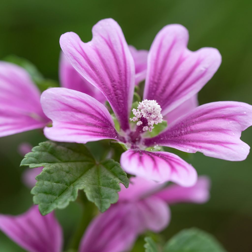 Malva-silvestre  - Malva sylvestris