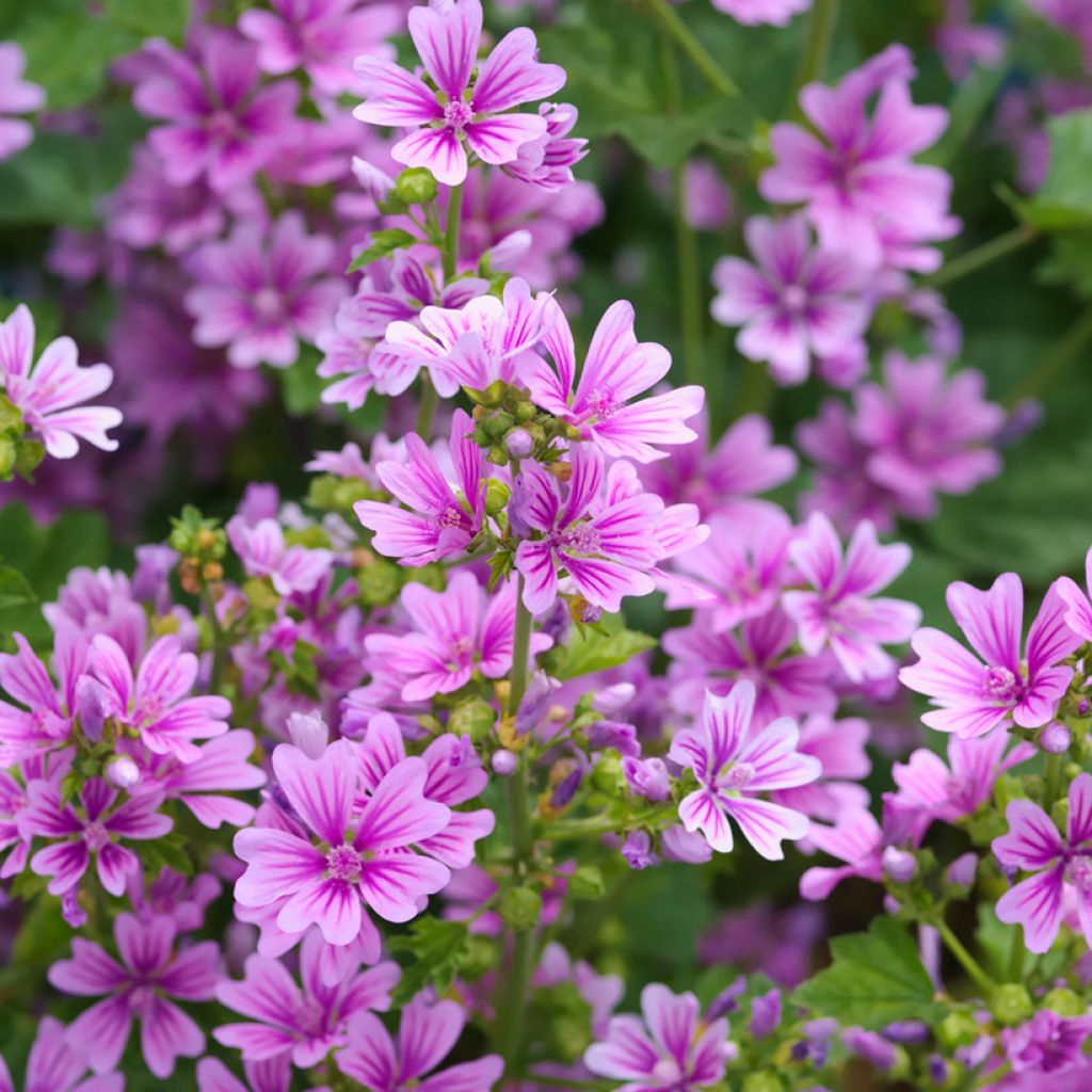 Malva-silvestre  - Malva sylvestris