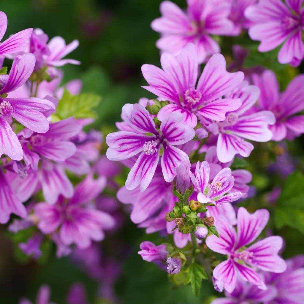 Malva-silvestre  - Malva sylvestris