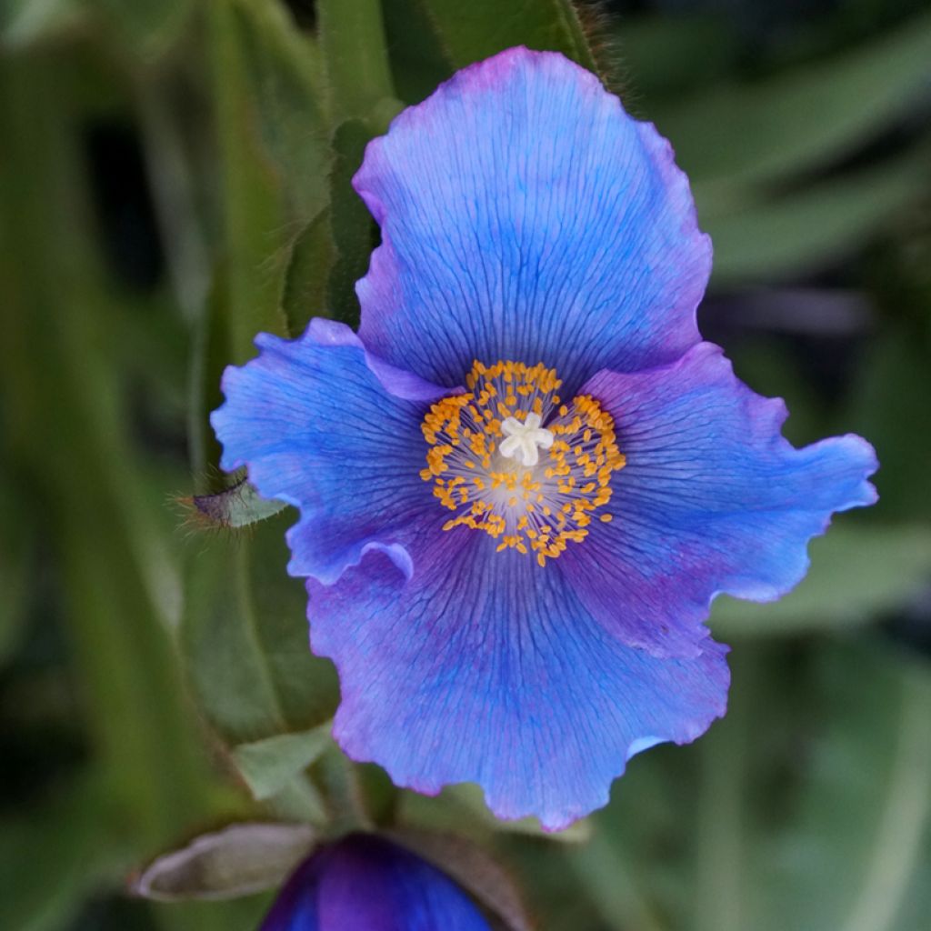 Meconopsis sheldonii Lingholm