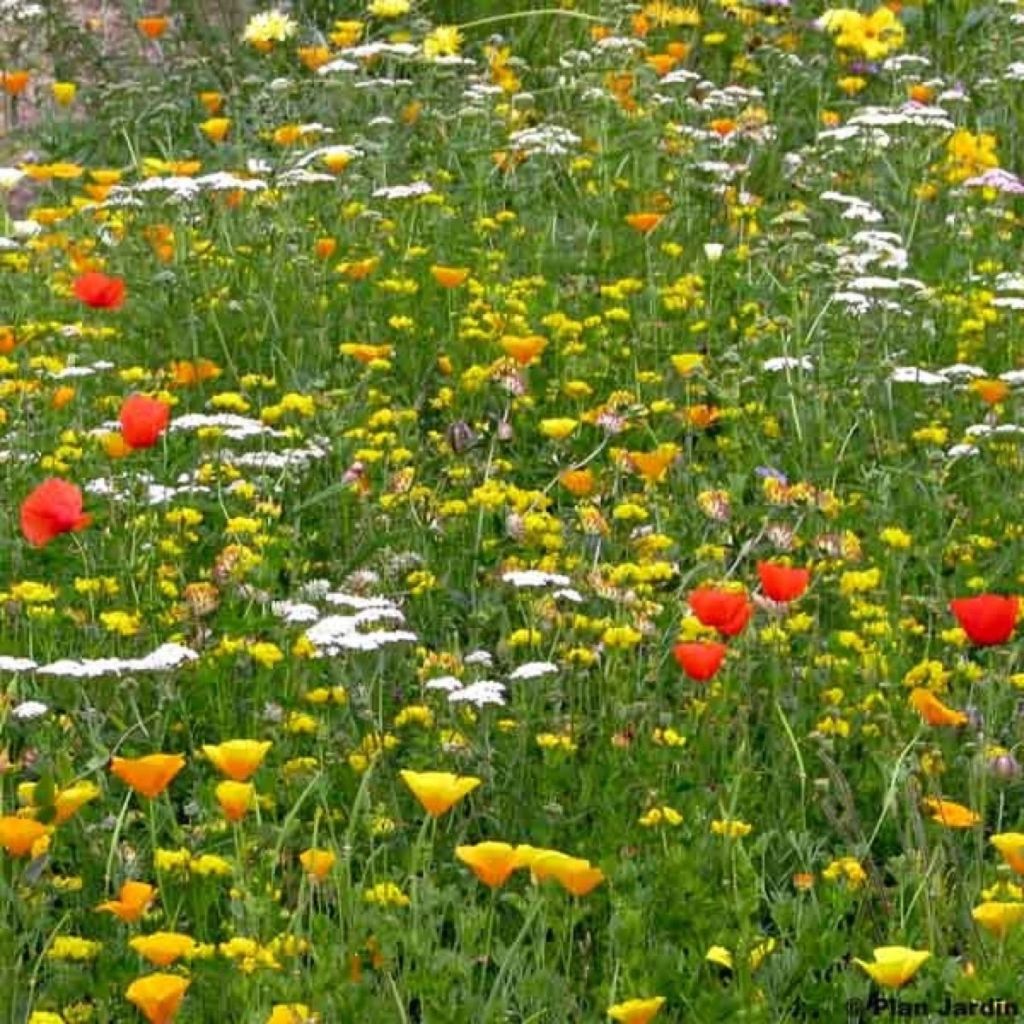 Mistura para terrenos secos