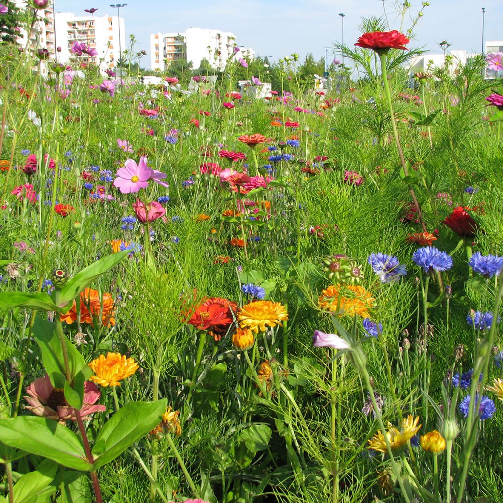 Mistura biológica de flores de corte para buquês