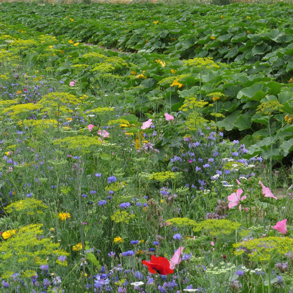 Mistura de flores protetoras para a horta biológica