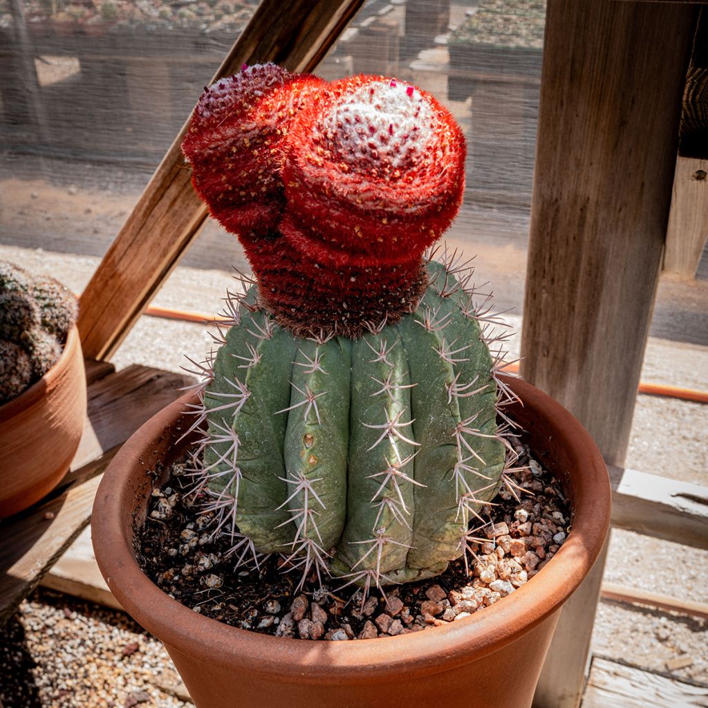Melocactus azureus - Cactus melon