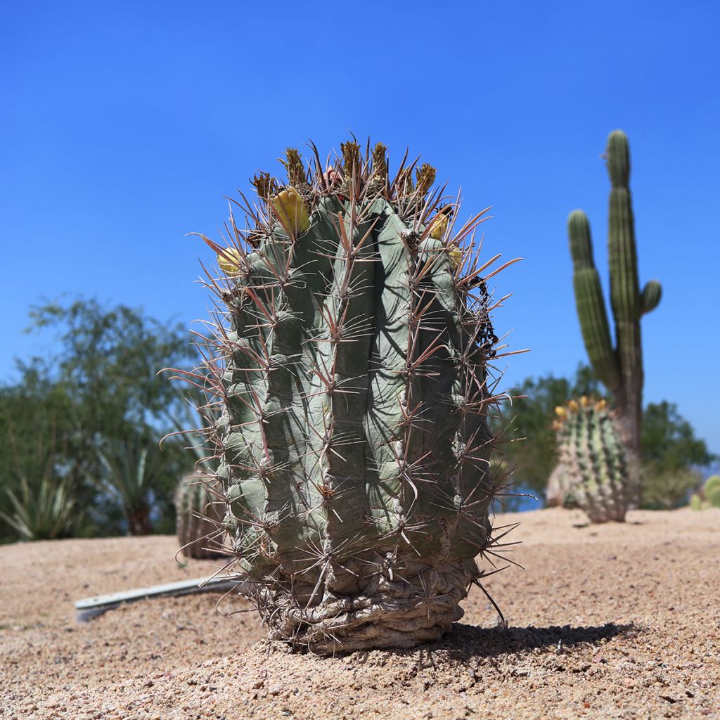 Melocactus azureus - Cactus melon