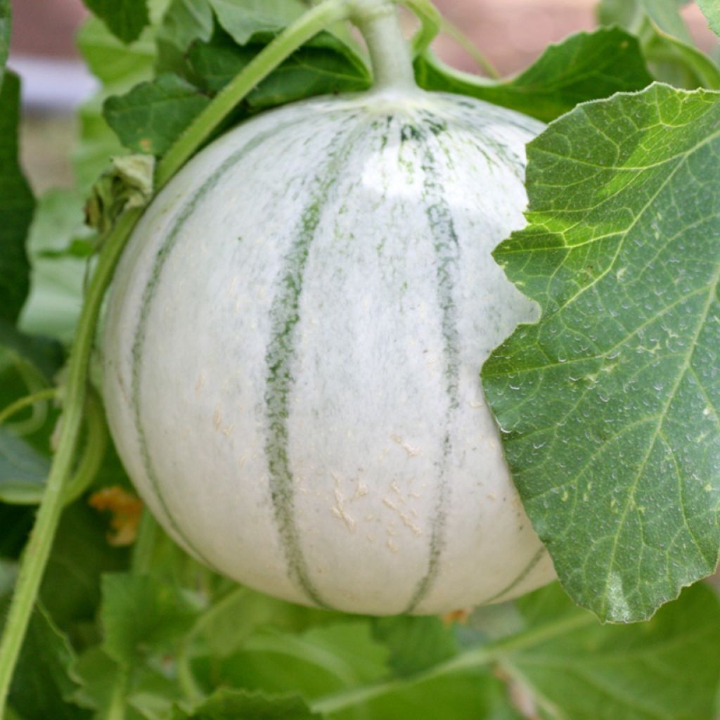 Melão Aliénor F1 híbrido F1 Vilmorin