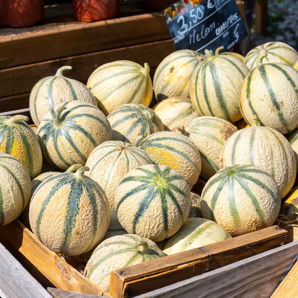 Melão Charentais Bio sementes