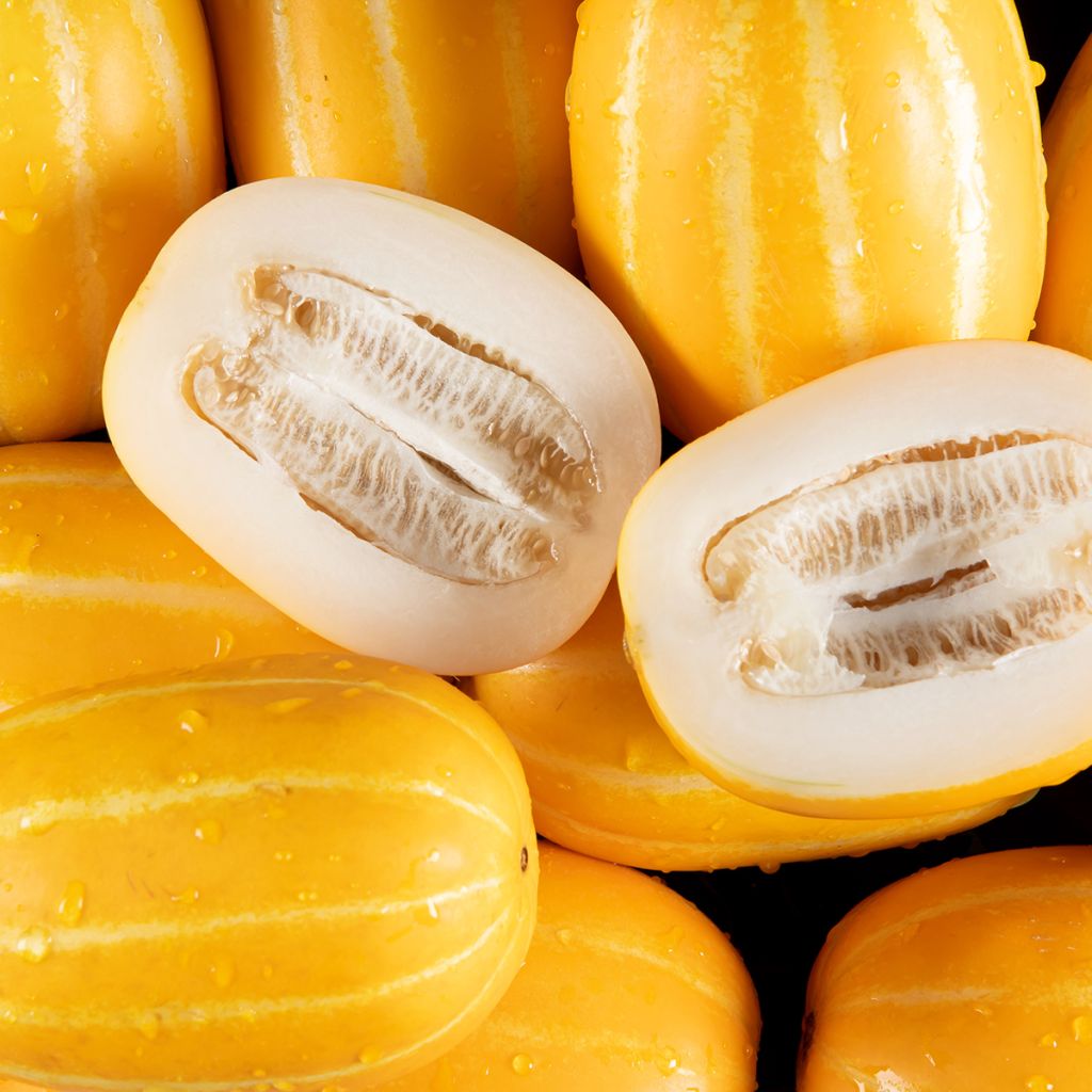 Melão Mango - Ferme de Sainte Marthe Bio