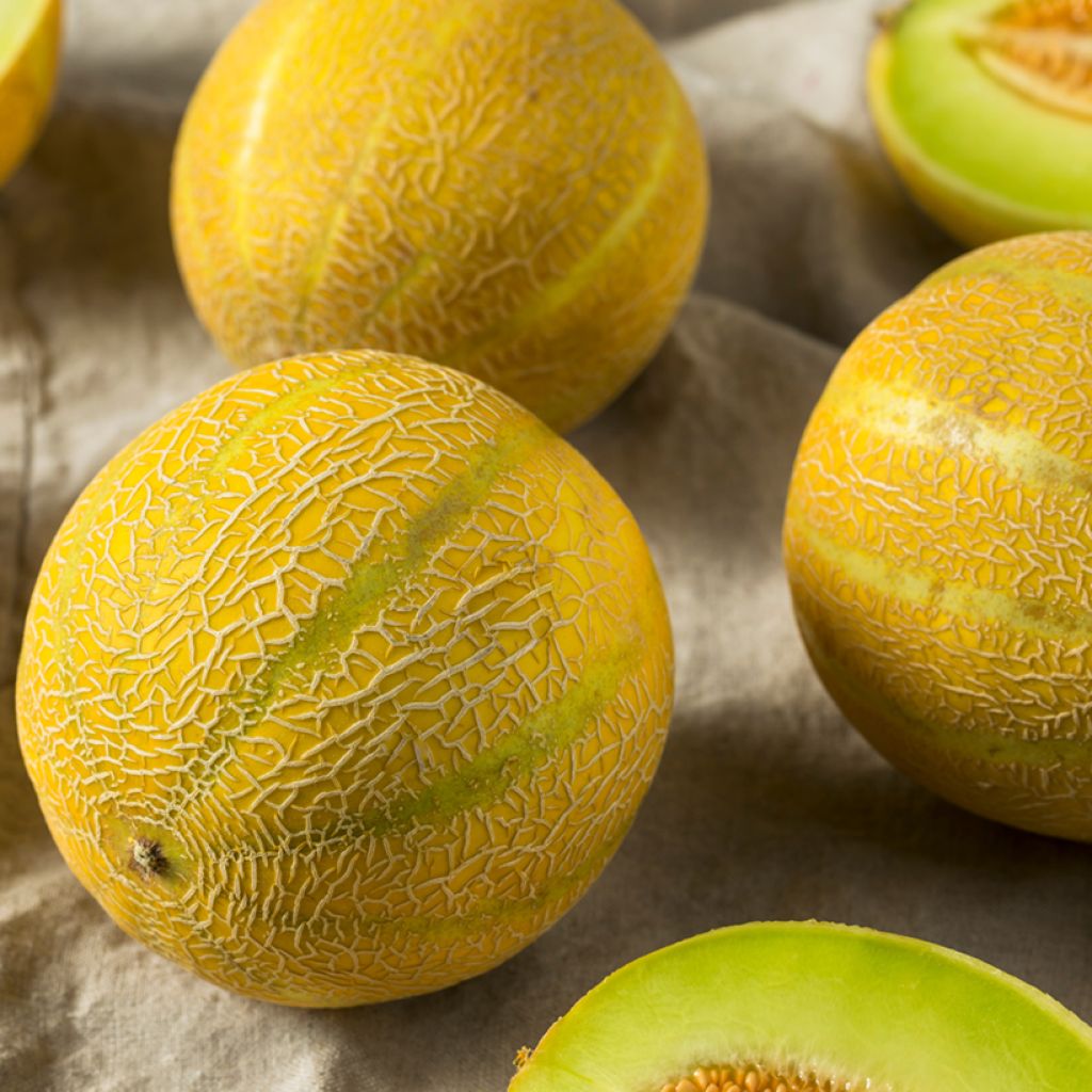 Melão Outdoor Wonder F1