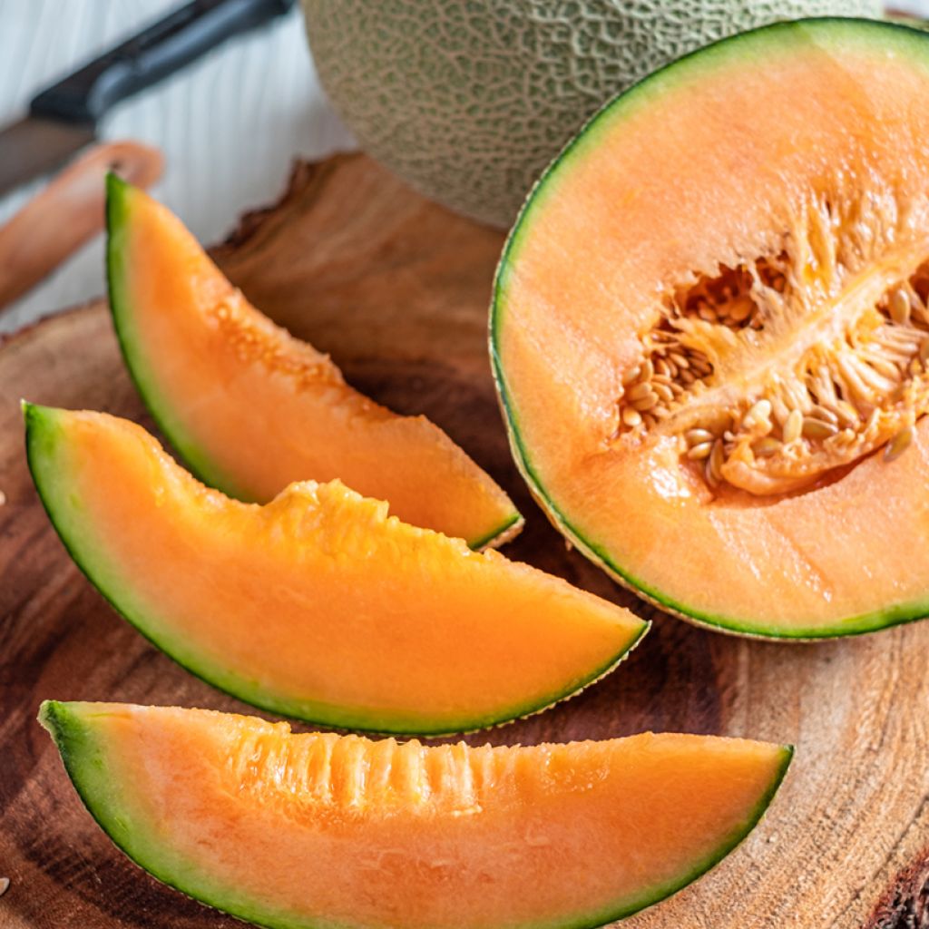 Melão Sucrin de Tours