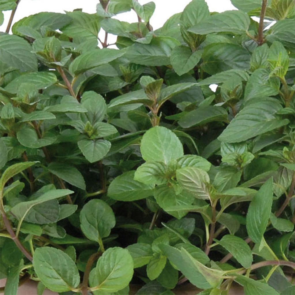 Hortelã chocolate - Mentha x piperita schocominze