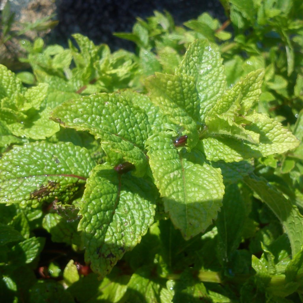 Hortelã-marroquina - Mentha spicata Nannah