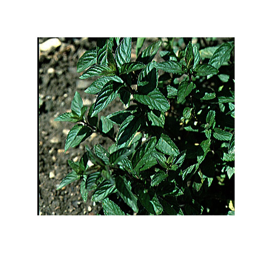 Hortelã-pimenta - Mentha piperita