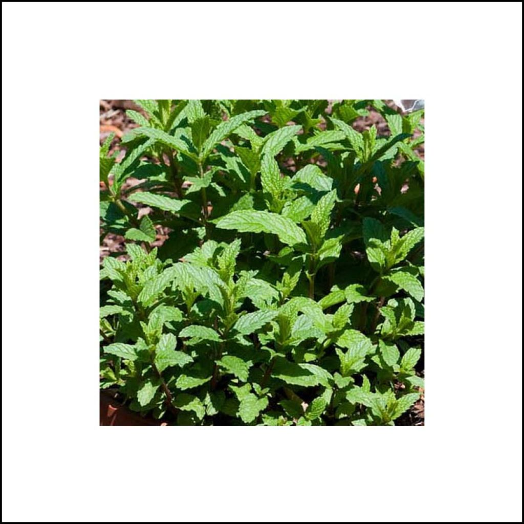 Hortelã-verde Wintergreen Bio - Mentha spicata