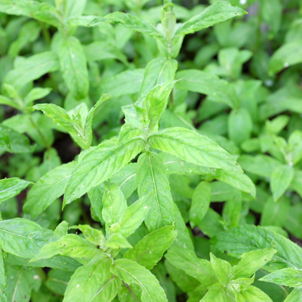 Mentha asiatica Var Asiatica