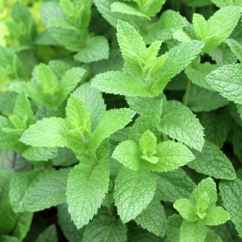 Hortelã-marroquina plantas jovens - Mentha spicata Nannah