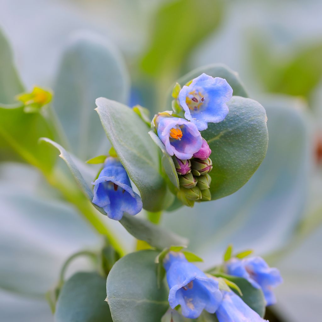 Mertensia maritima, Ostra vegetal - Sementes