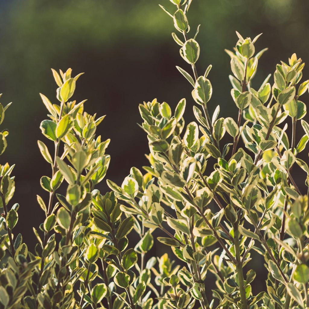Metrosídero excelsa Aurea