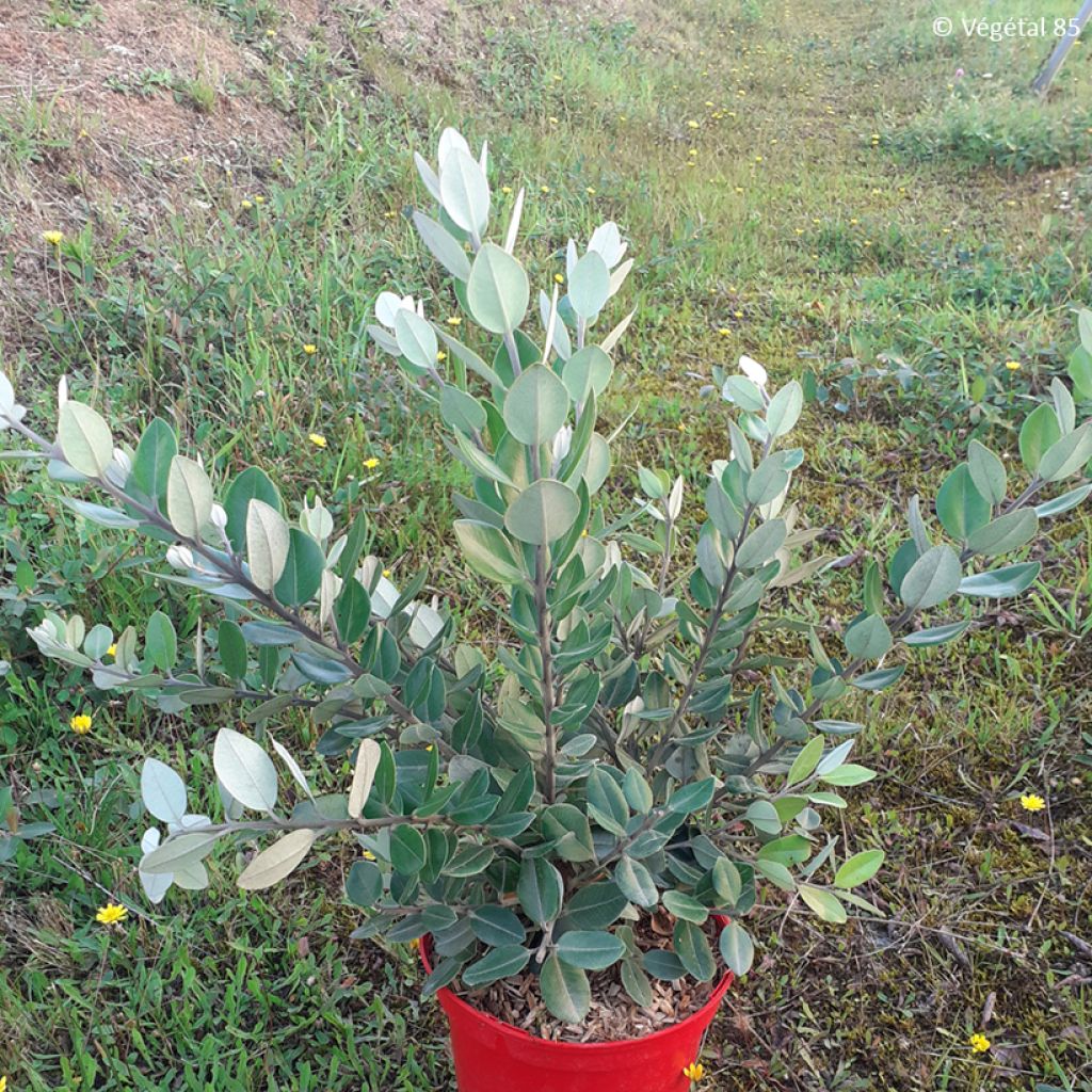 Metrosideros × thomasii