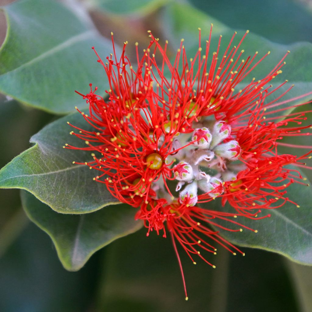 Metrosideros × thomasii