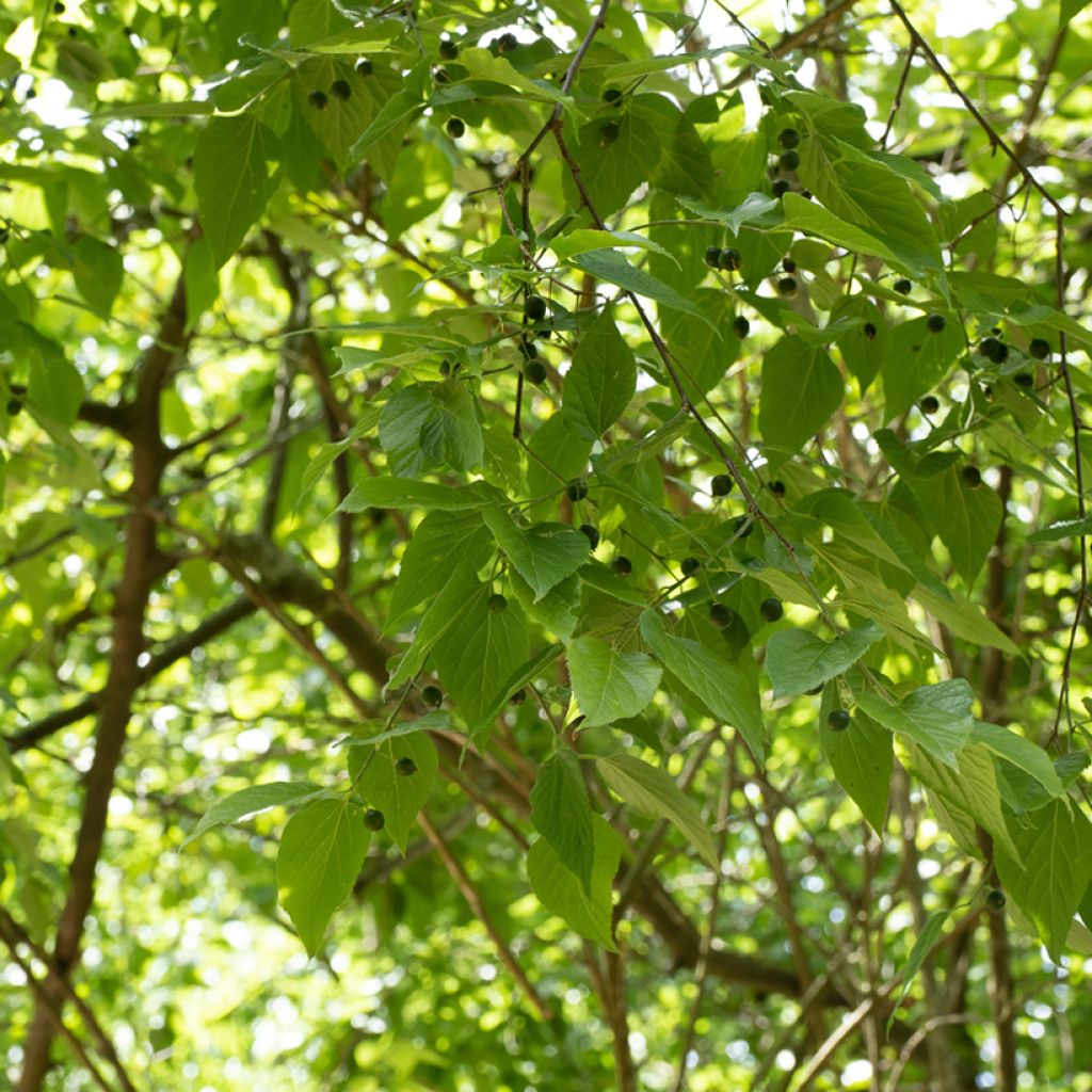 Celtis occidentalis