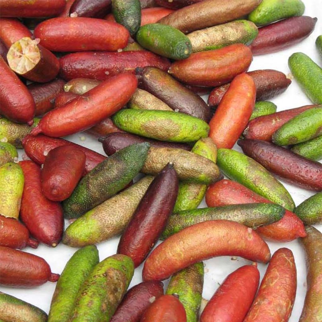 Limão caviar - Microcitrus australasica