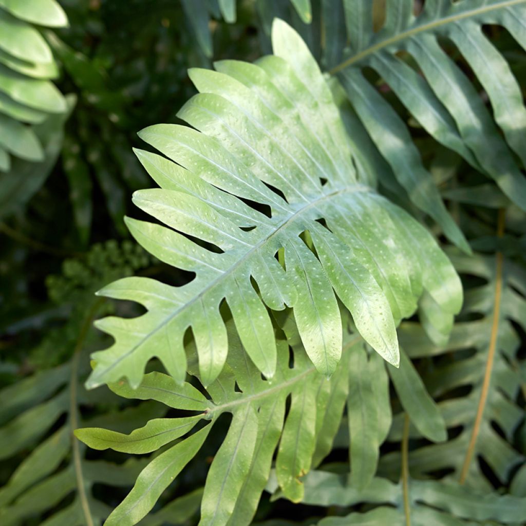 Microsorum diversifolium