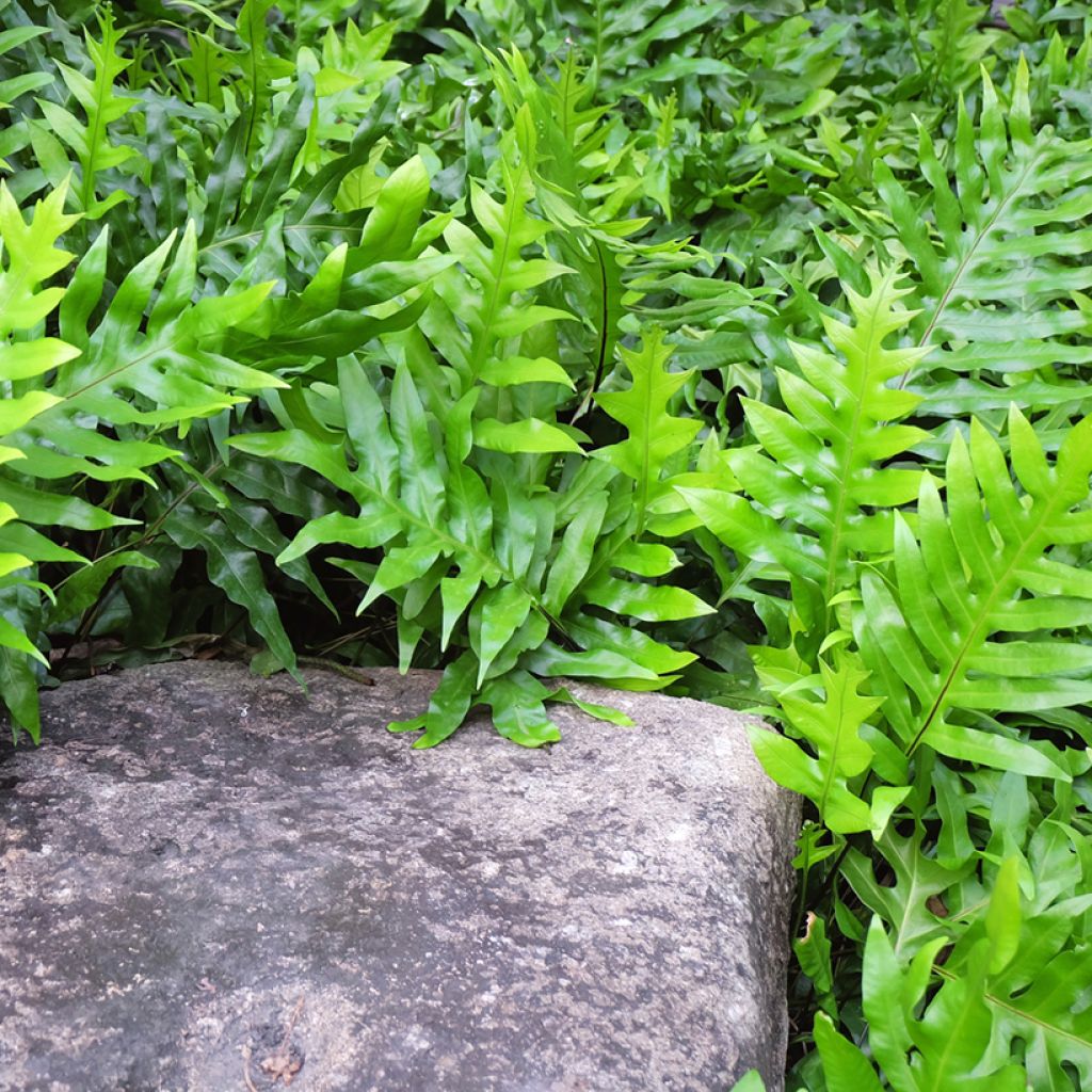 Microsorum diversifolium